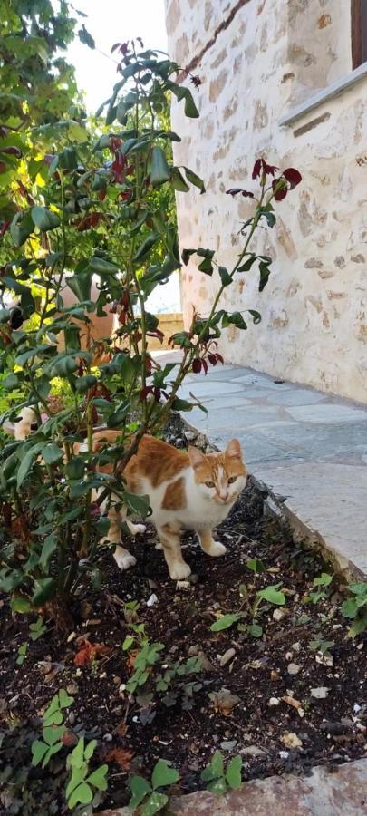 San Lorenzo Cottage - Παραδοσιακά Πέτρινα Δωμάτια Agios Lavrentios Eksteriør billede